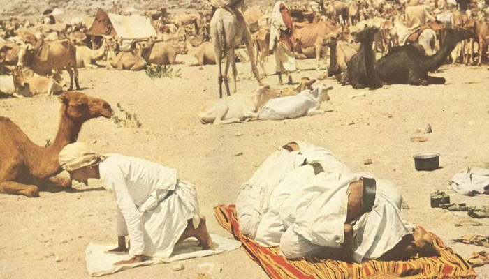 Flocks are praying near their camels 1953