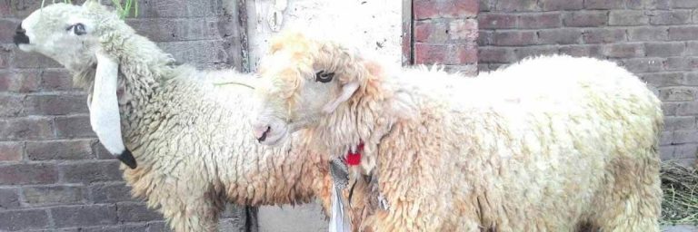 Eid Al-Adha – A Festival of Sacrifice