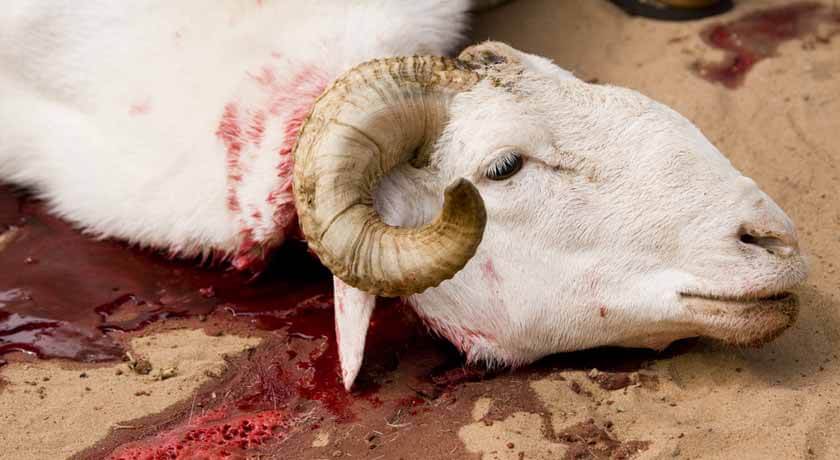 Festival of Sacrifice