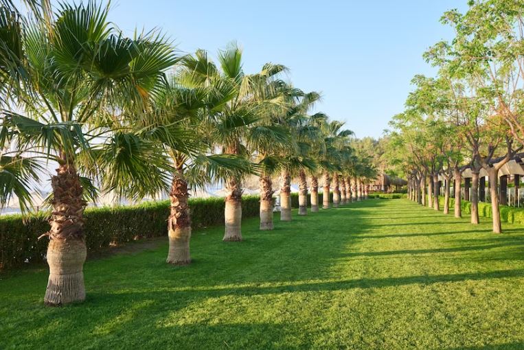 Greenery in Arab